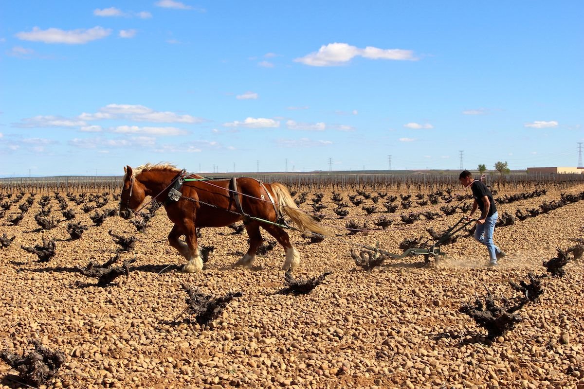 The flat landscape of Rueda (Photo credit: Bryce Wiatrak)