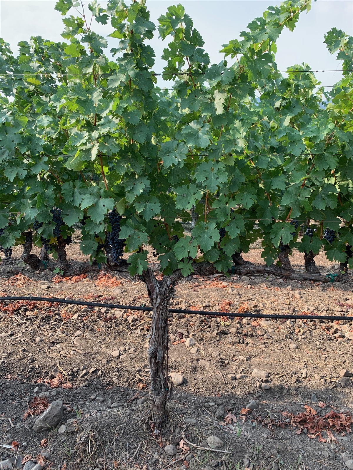 bilateral cordon-trained