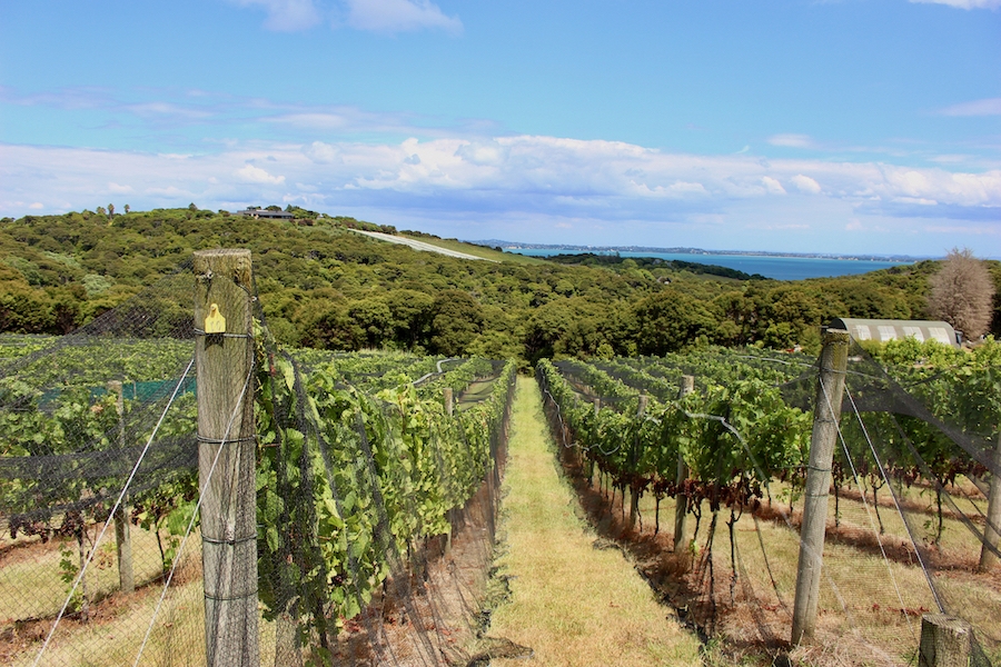 Vines with bird netting on Waiheke Island 