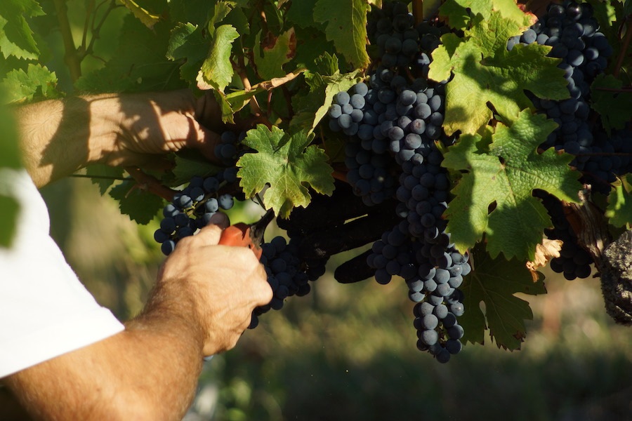 Cabernet Franc