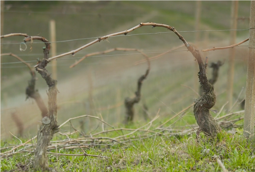 Cane pruned vine winter