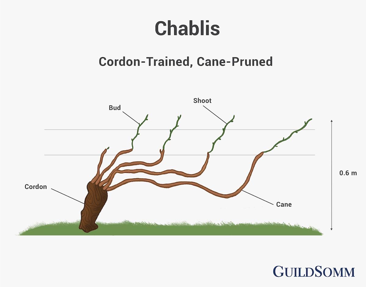 Chablis Training