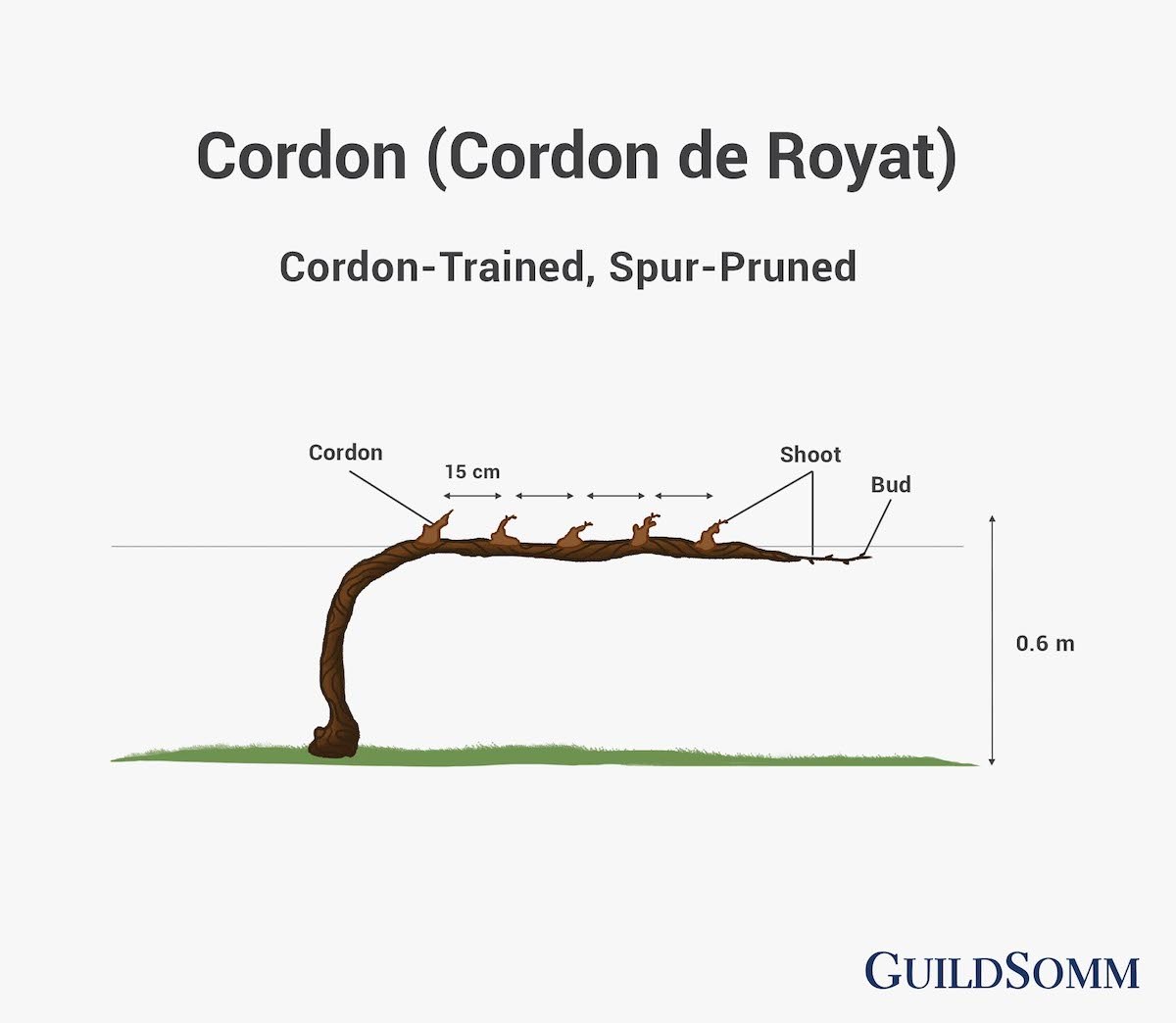 Cordon Training
