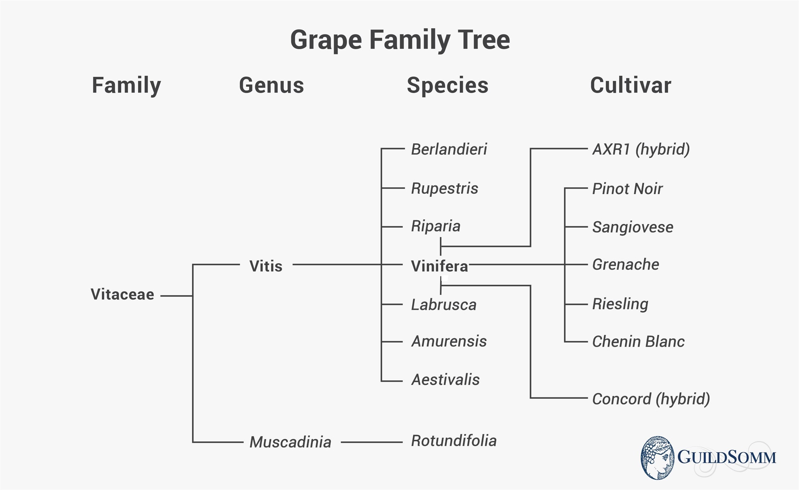 Grape Family Tree