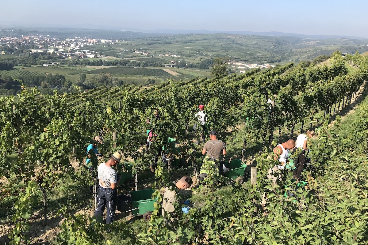 Harvest at Heiligenstein Brundylmayer