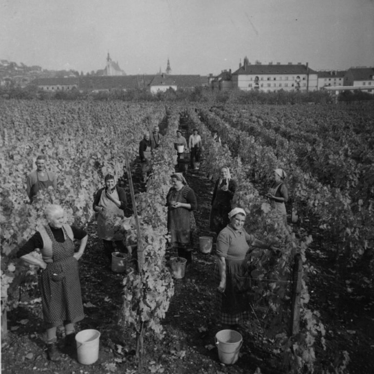 Harvest at Salomon-Undhof