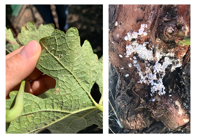 Leafhopper Collage