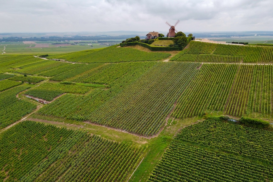 Pinot Noir vineyards near Verzenay