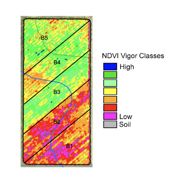 NDVI Map