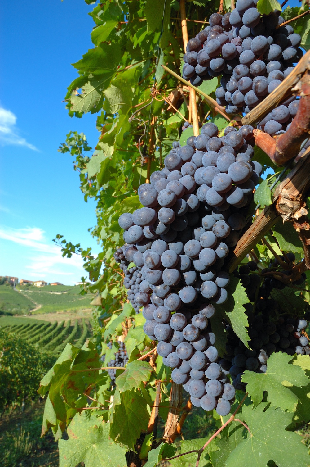Nebbiolo
