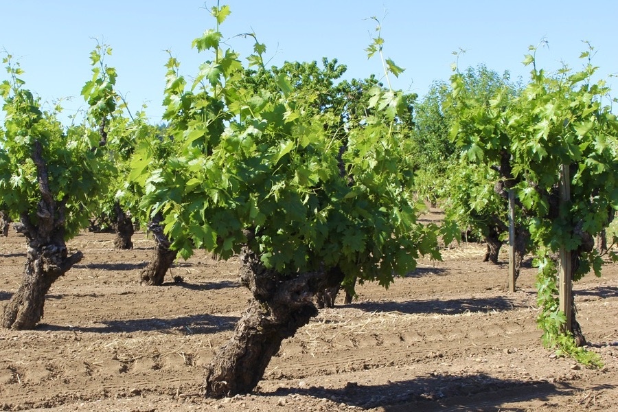 Old vine Zinfandel