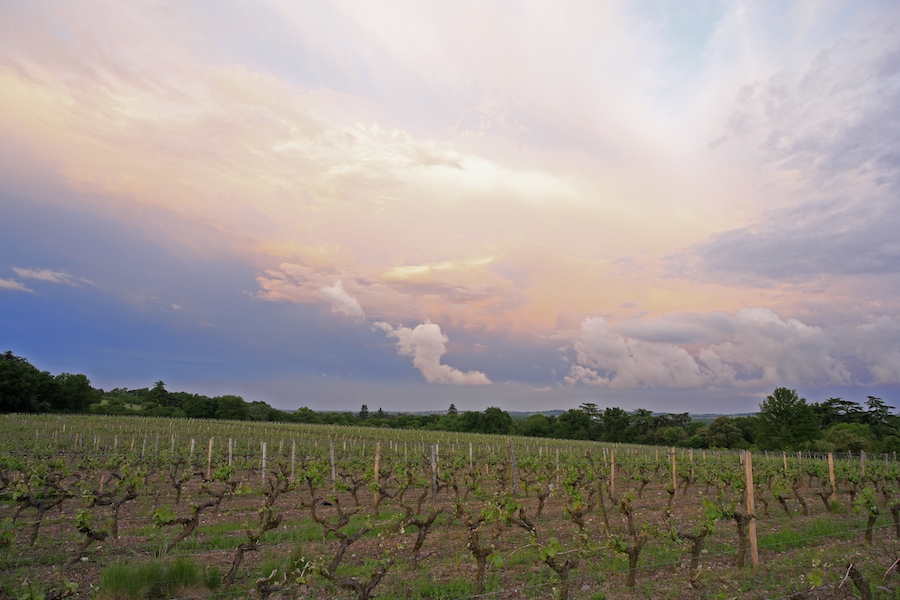 Gnarled old vines with pastel sunset above