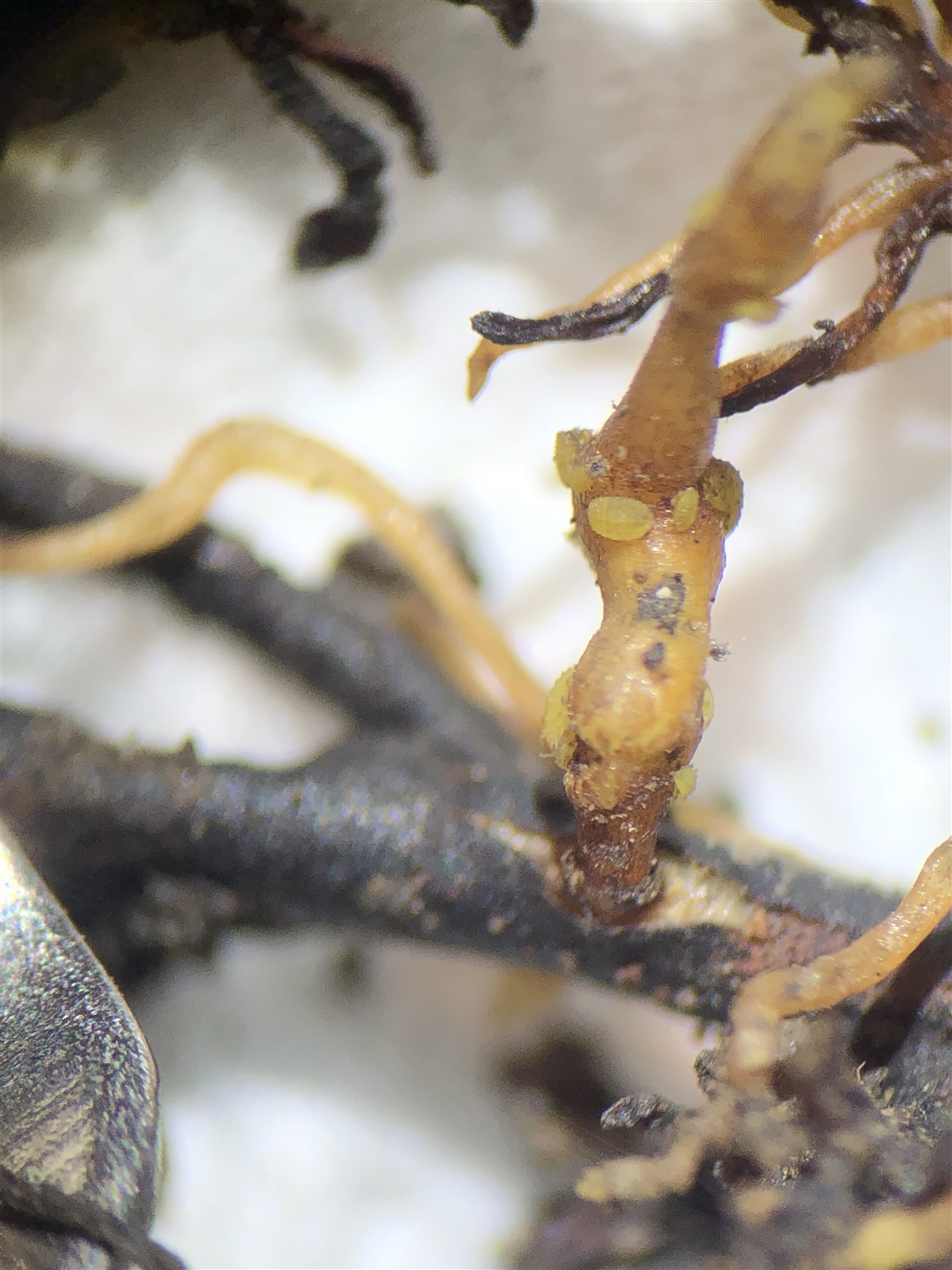 Phylloxera