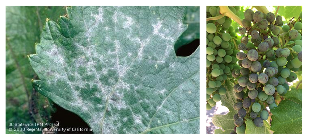 Powdery mildew