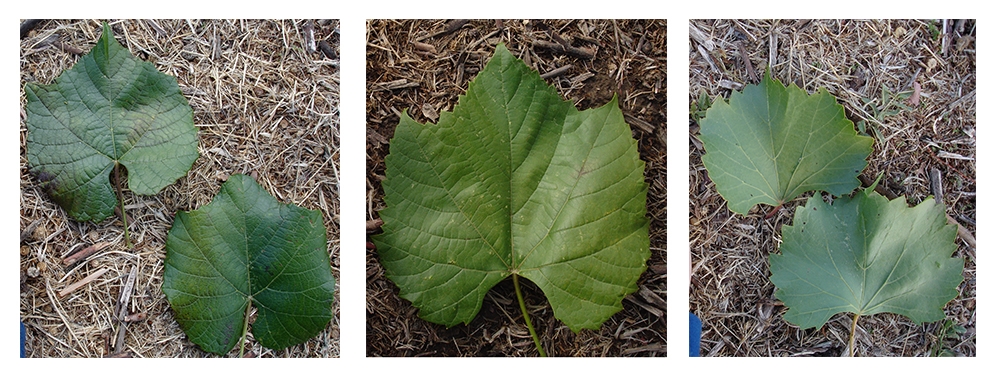 Rootstocks