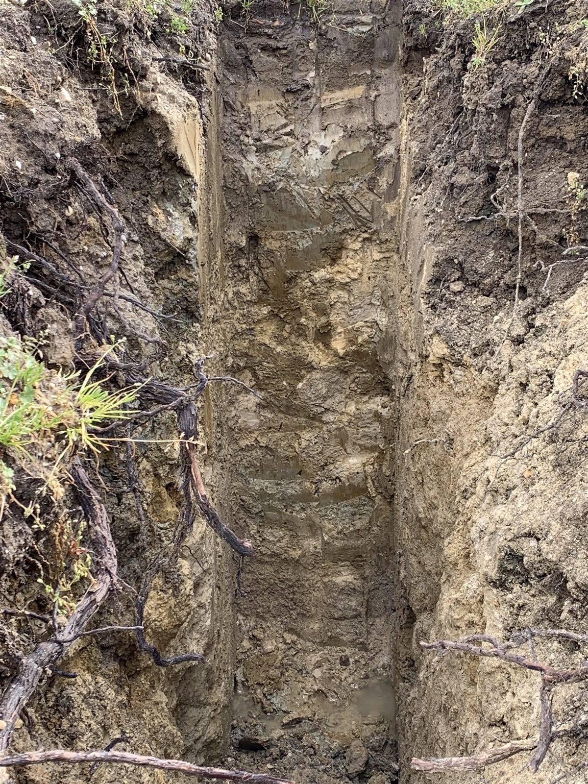 Soil Profile