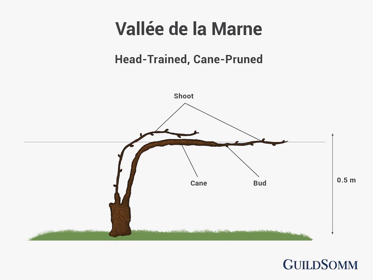 Marne Training