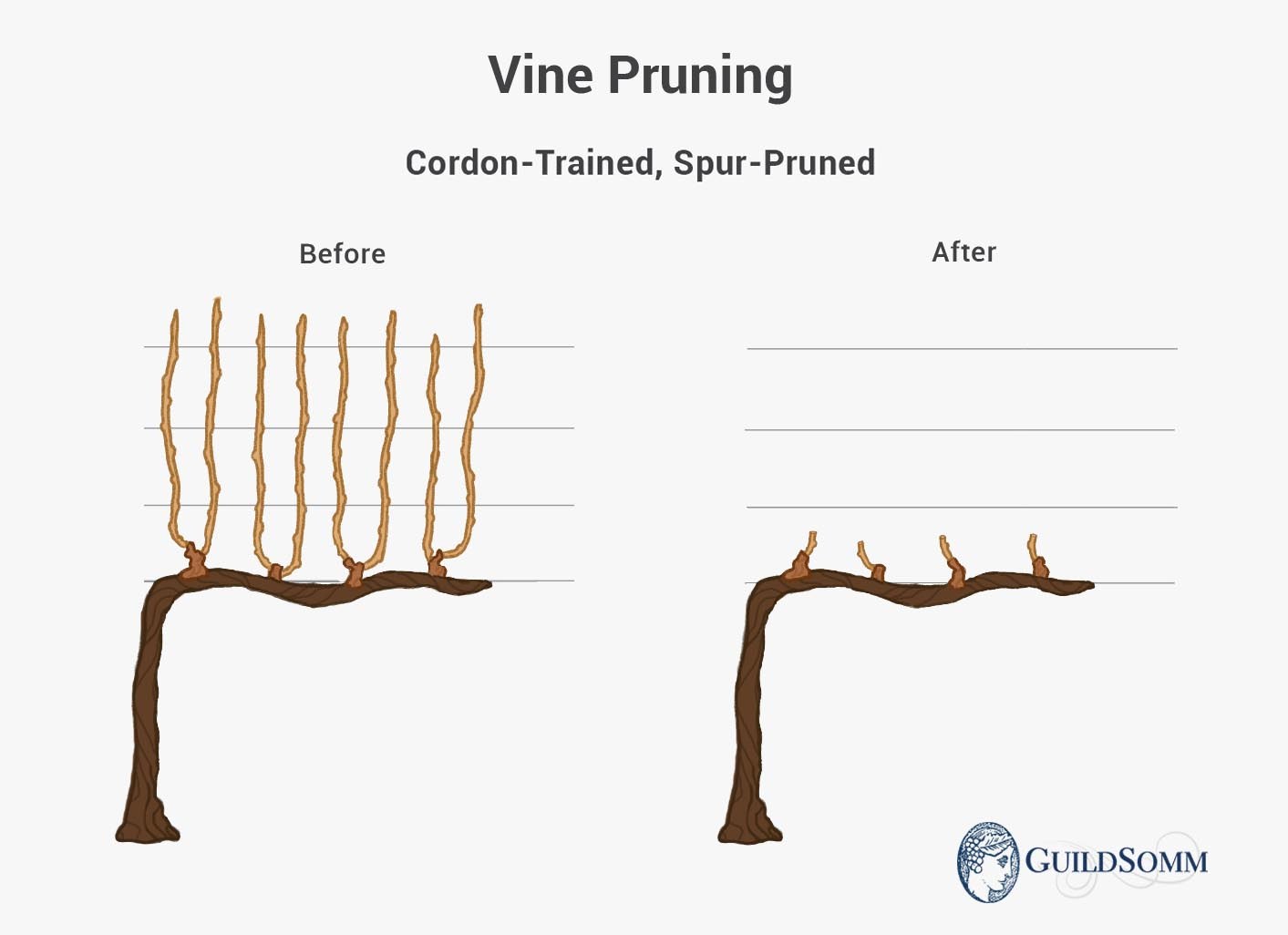 Vine-Pruning-Cordon