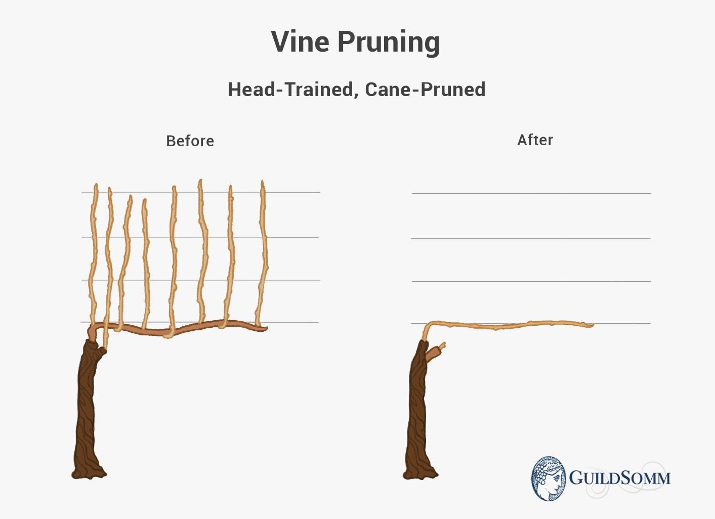 Vine-Pruning-Head