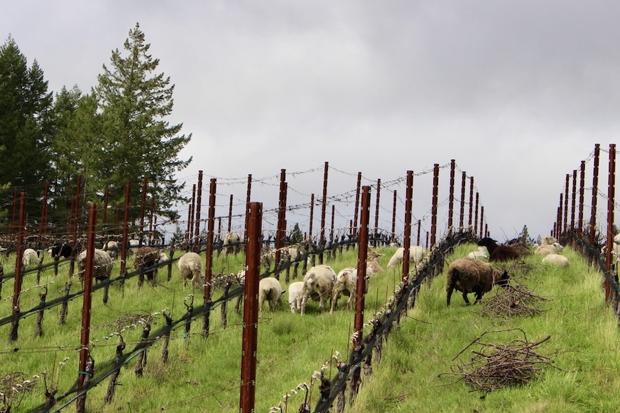 West Sonoma Coast