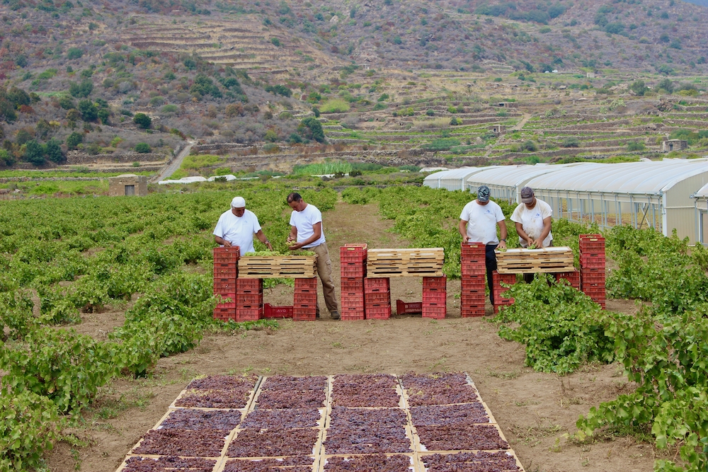 Zibibbo drying outdoors on Pantelleria