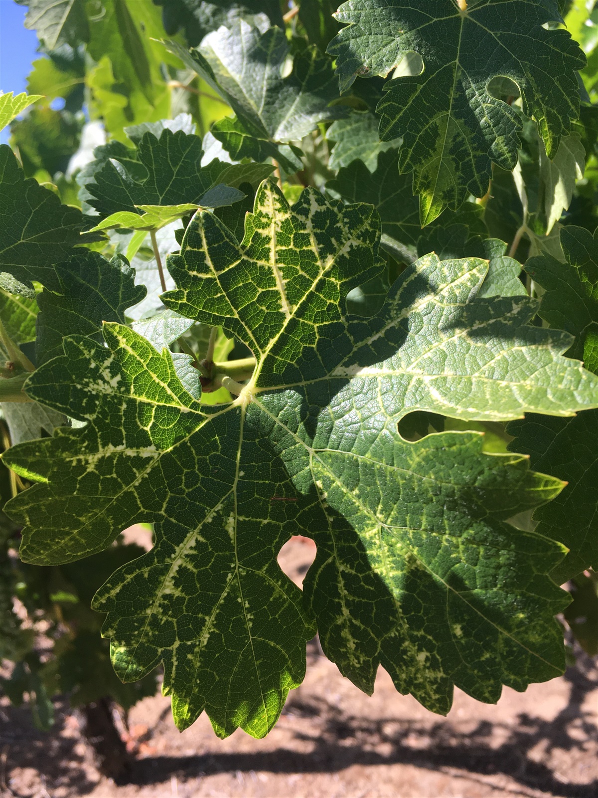 Fanleaf