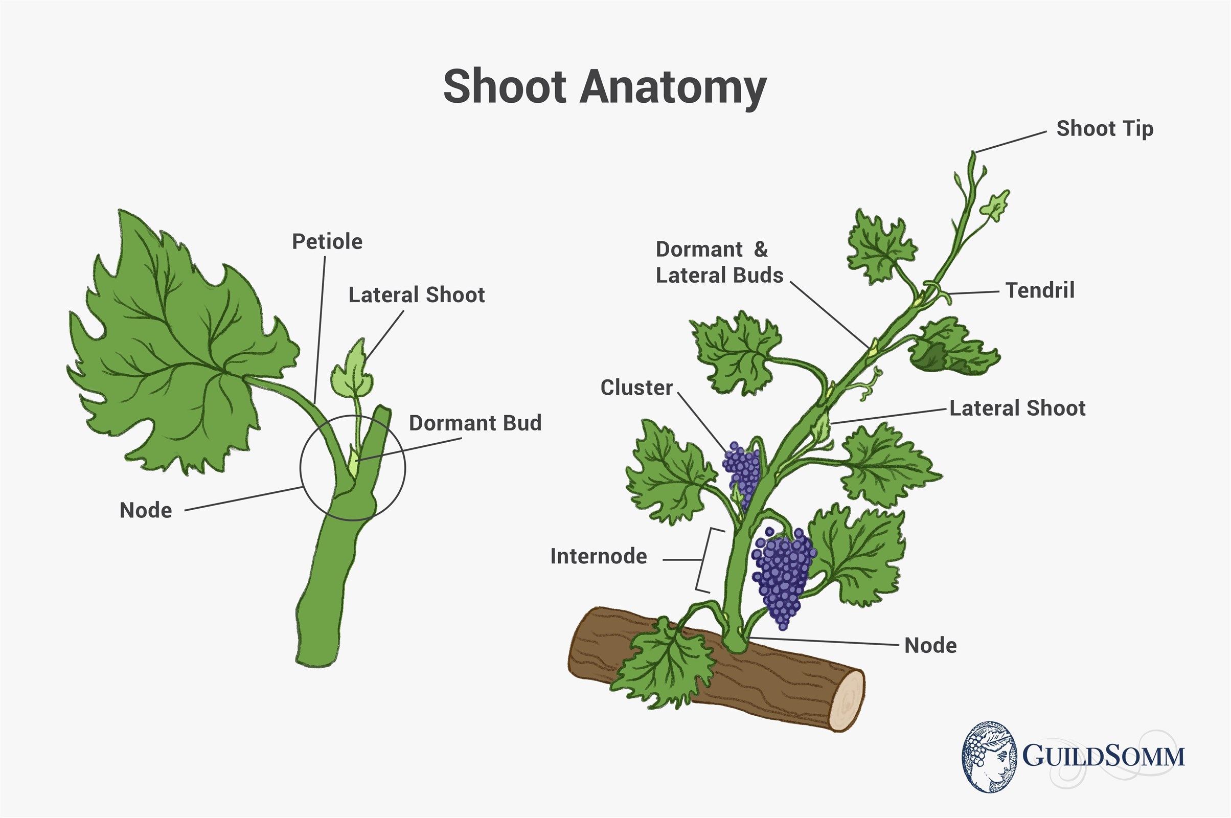 Shoot Anatomy