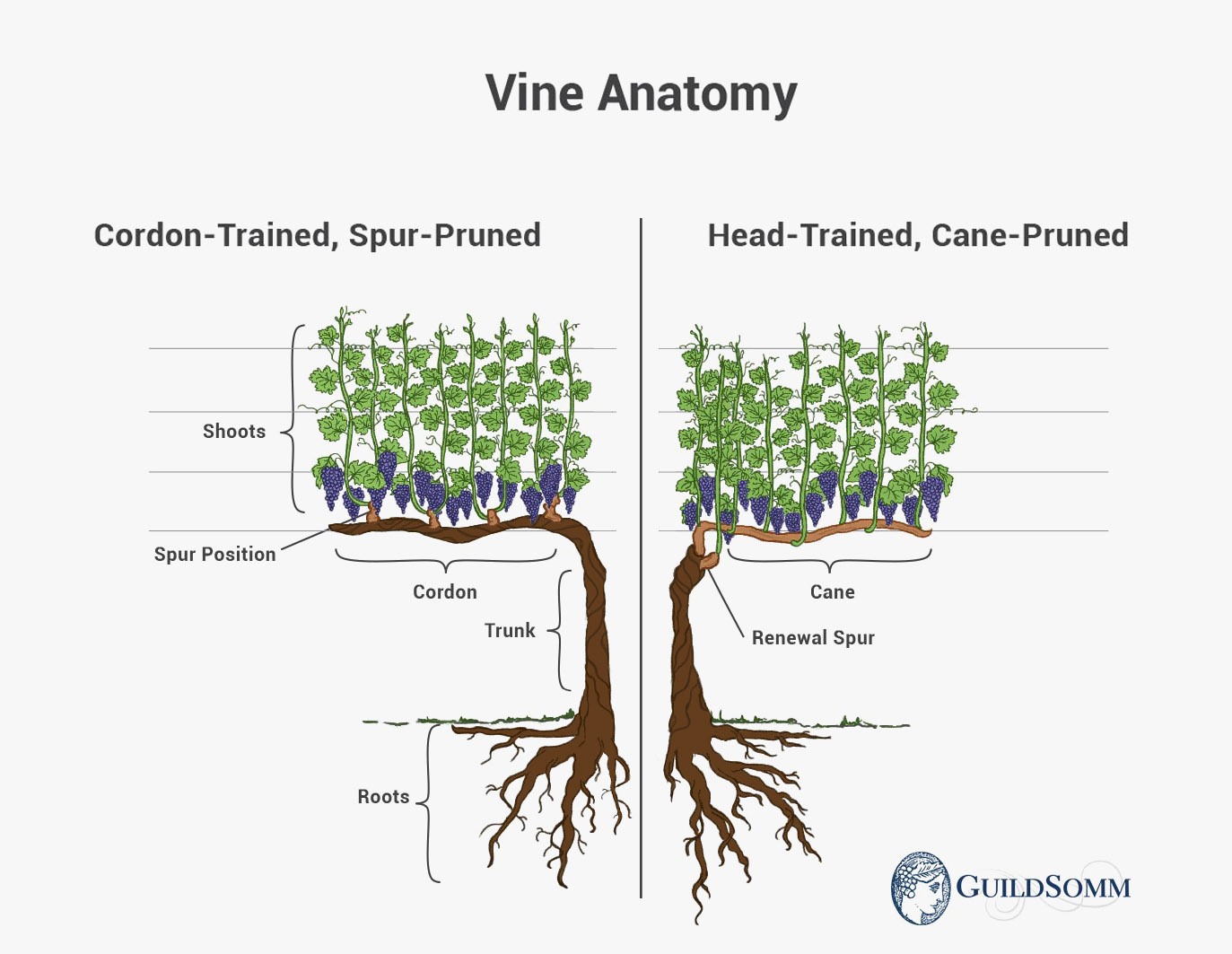 Vine Anatomy