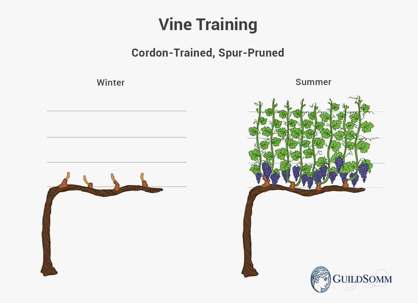 Vine Training Cordon