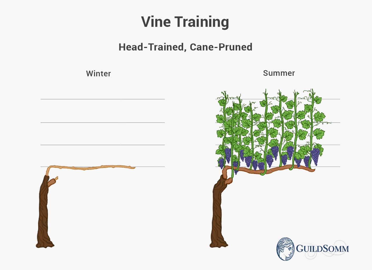 Vine Training Head