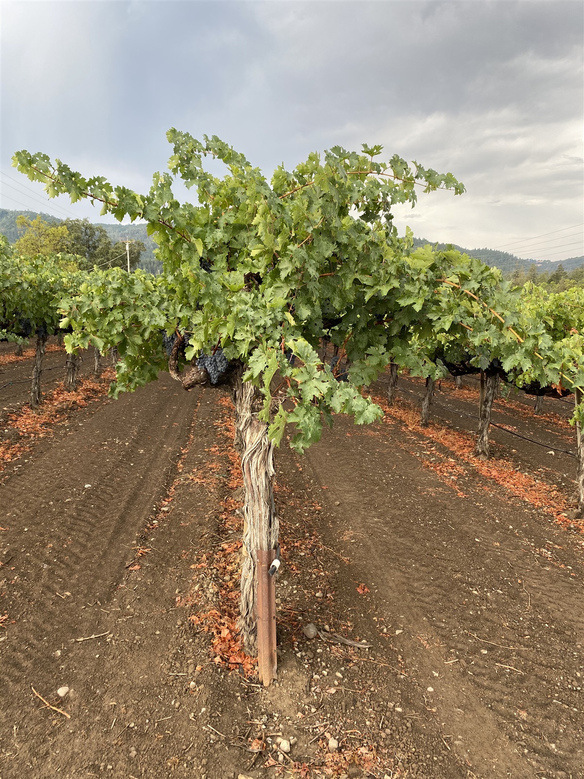 high wire trellising
