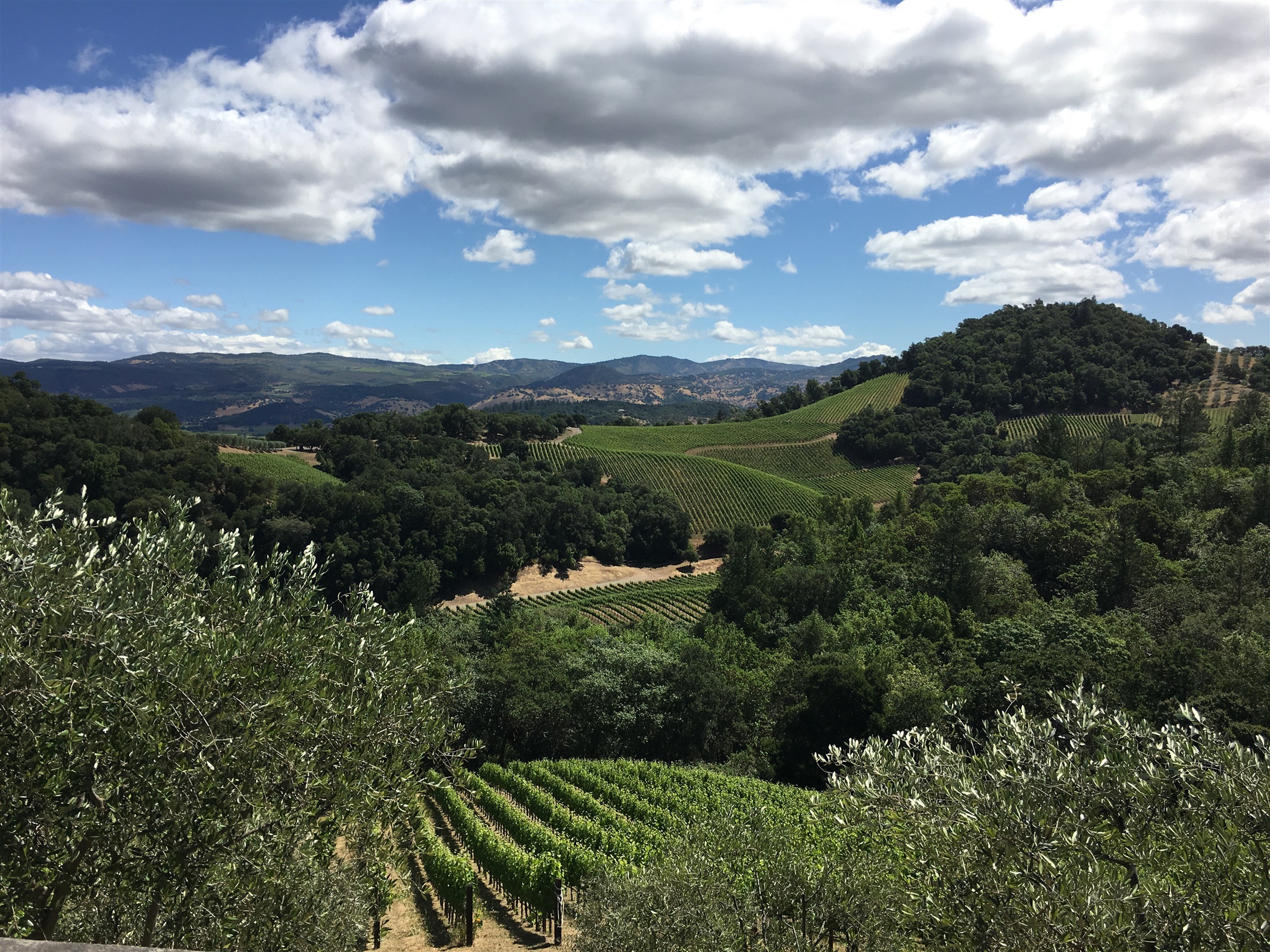 Napa Valley Hills