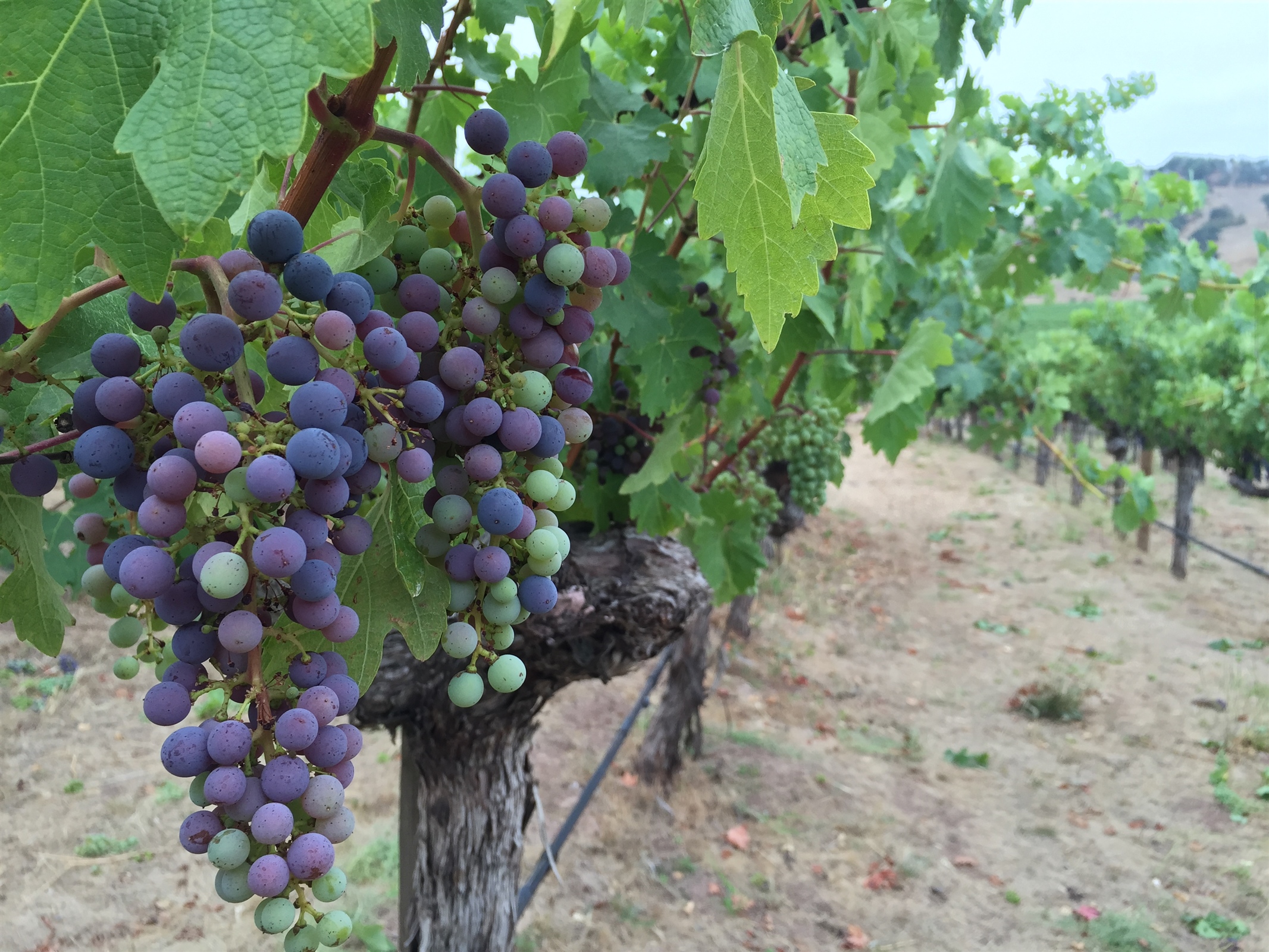Veraison