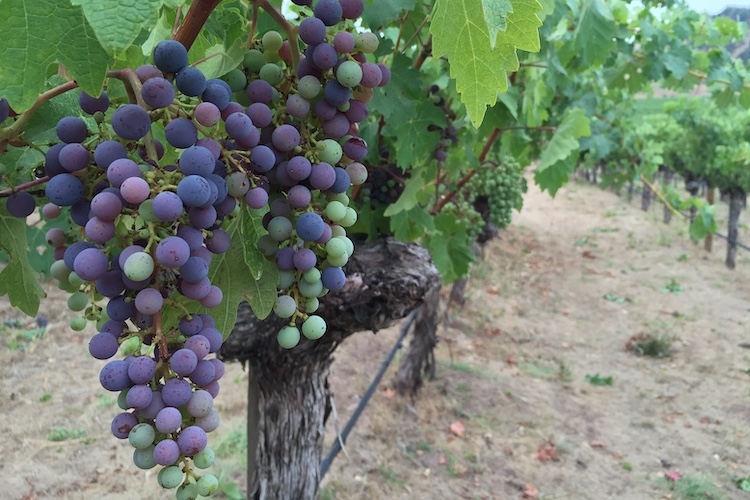 “Veraison”