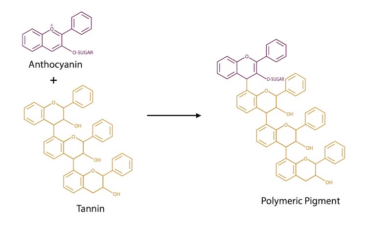 “Polymeric