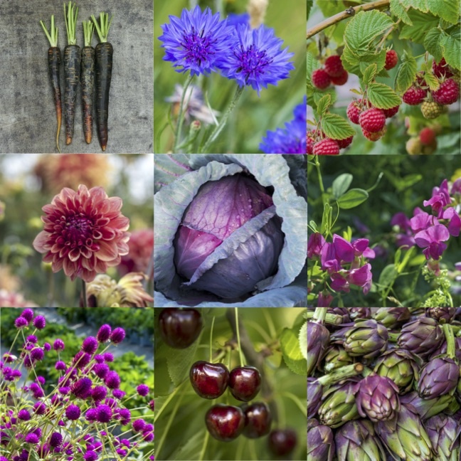 “Anthocyanin