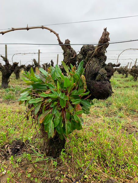 Muscadet vines