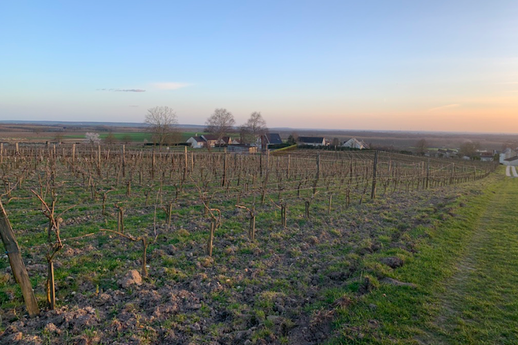 The Brézé vineyard