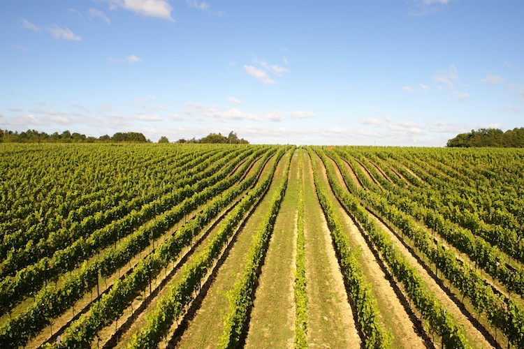 Hattingley Valley vineyard