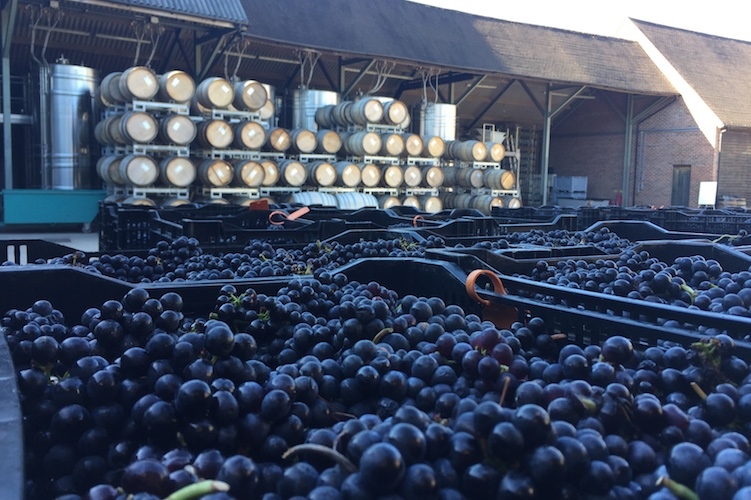 Hattingley Valley harvest