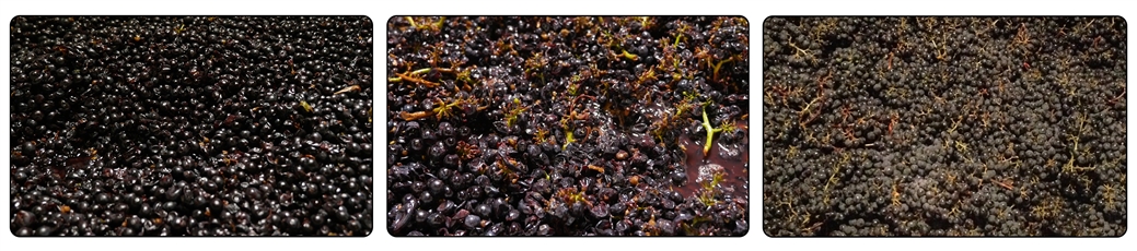 Fruit just after processing, from left to right: whole berry, with stems, and whole cluster.