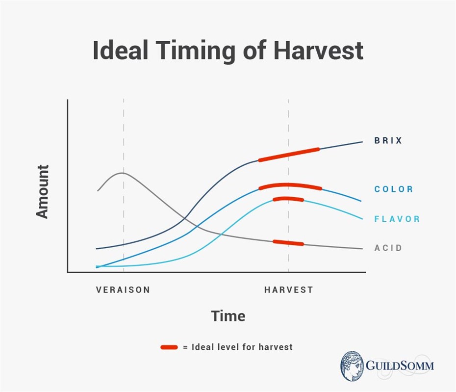 Ideally, the maturation of each parameter occurs simultaneously, and fruit is harvested at optimal ripeness as determined by wine style.