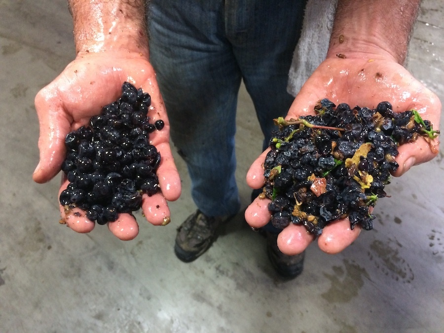 Fruit sorted using the Pellenc Selectiv’ optical sorter (left). MOG (right) includes raisins, damaged berries, leaves, and stems. (Courtesy of Pellenc America)