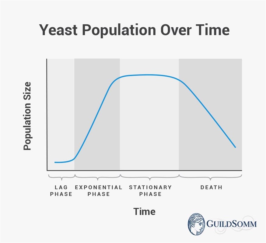 Fermentation begins during the exponential growth phase, and once fermentation is complete, the yeast population decreases.