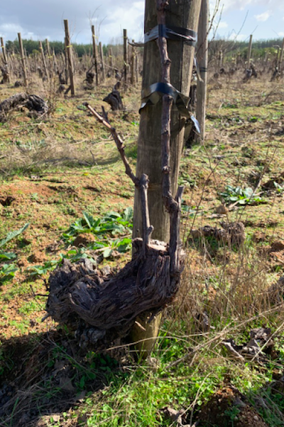 Grafting in Chile