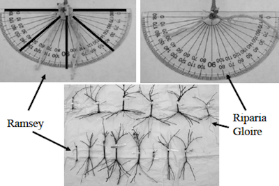 Young root systems