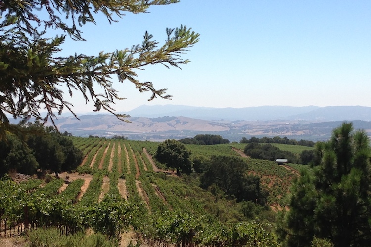 The Monte Rosso Vineyard