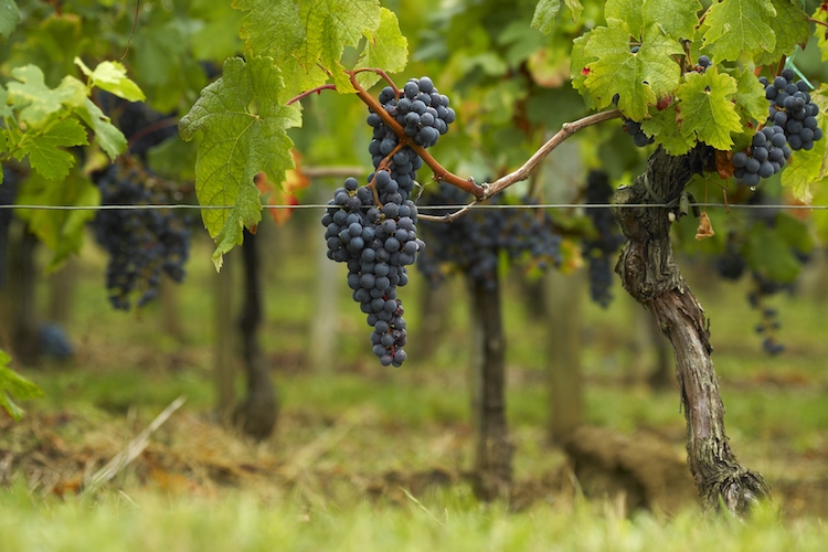 Merlot vines