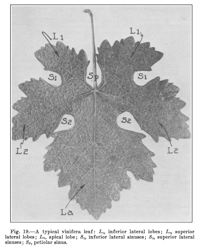 Ampelography methodology