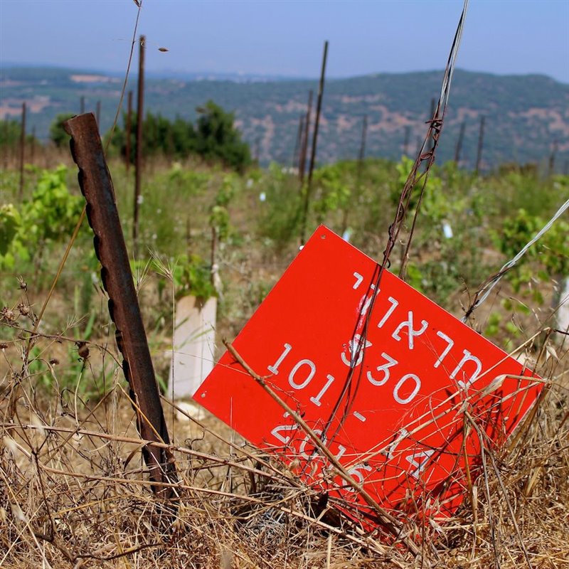 Young Marawi vines in the Galilee